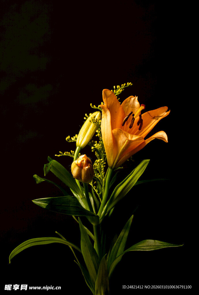 橙色百合花特写