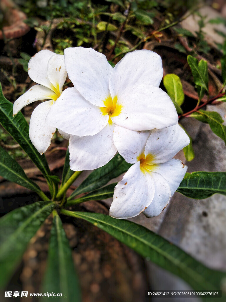 素雅白花花枝绽放