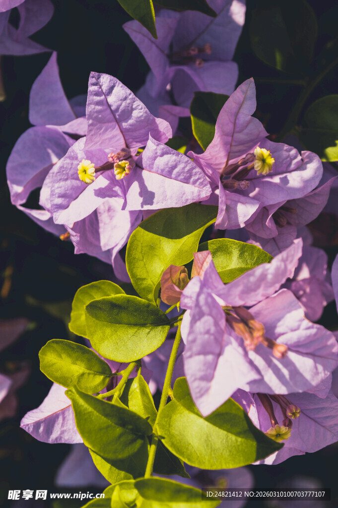 紫色三角梅绽放