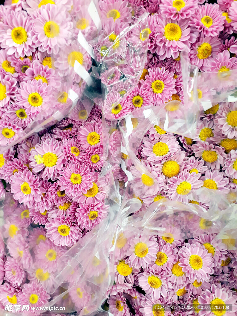 粉色雏菊簇拥的美丽景象