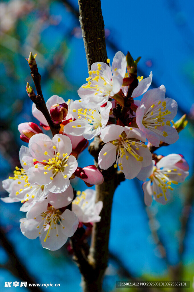 枝头绽放的粉嫩杏花