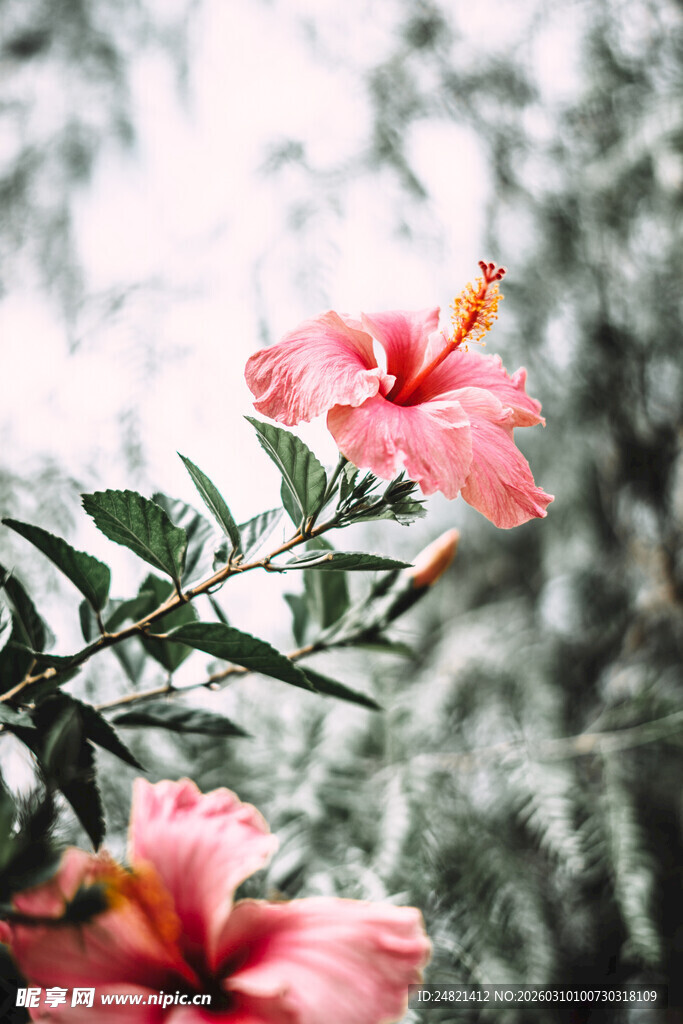 娇艳木槿花特写