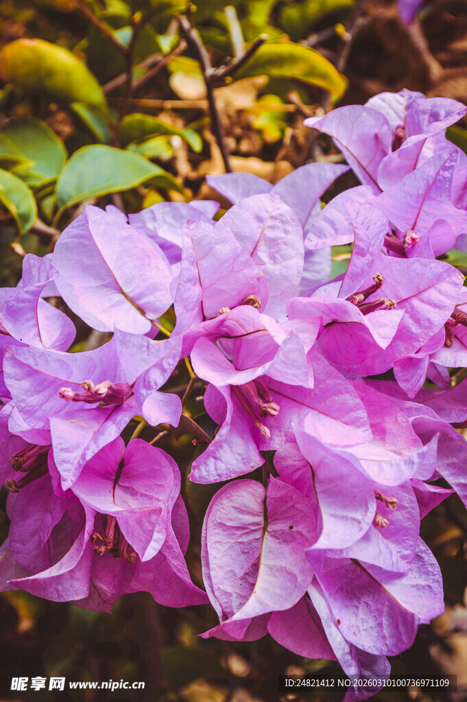 娇艳三角梅绽放