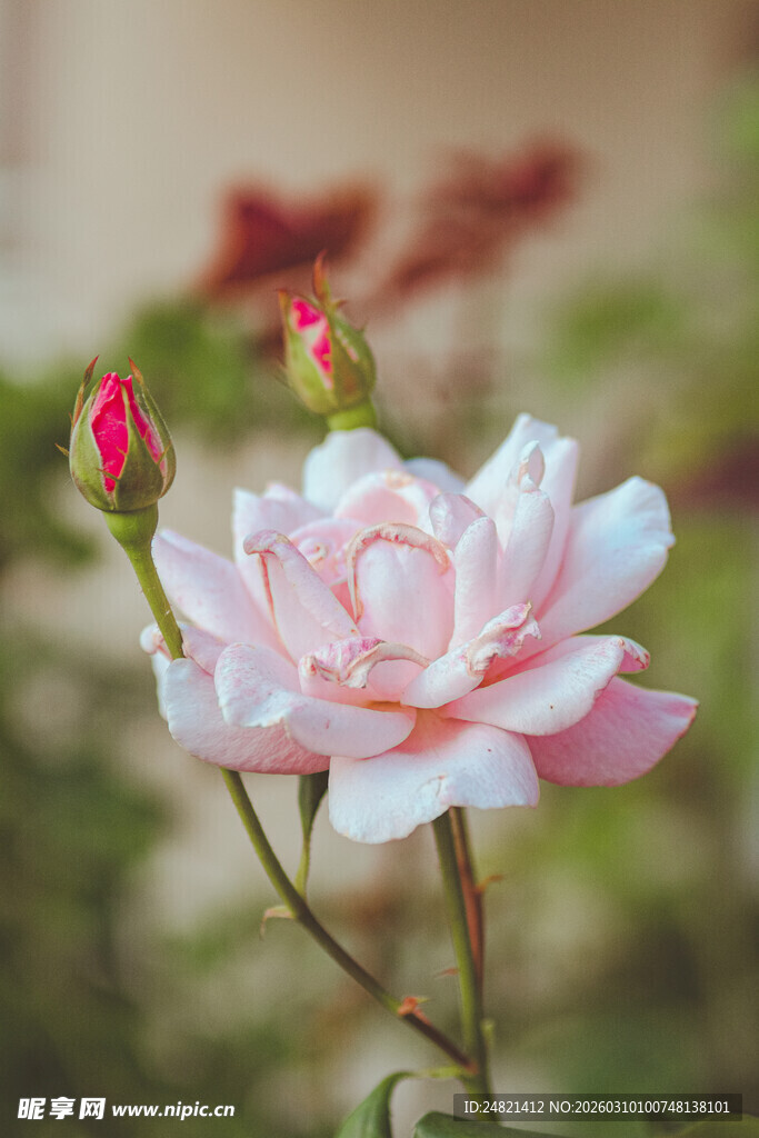娇艳粉色月季花绽放