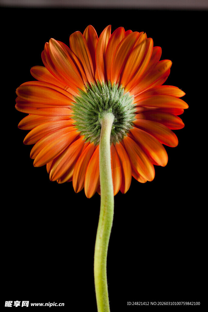 橙色非洲菊特写