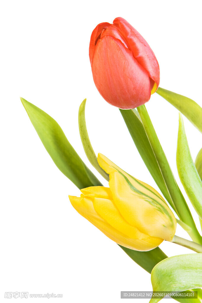 两色郁金香绽放