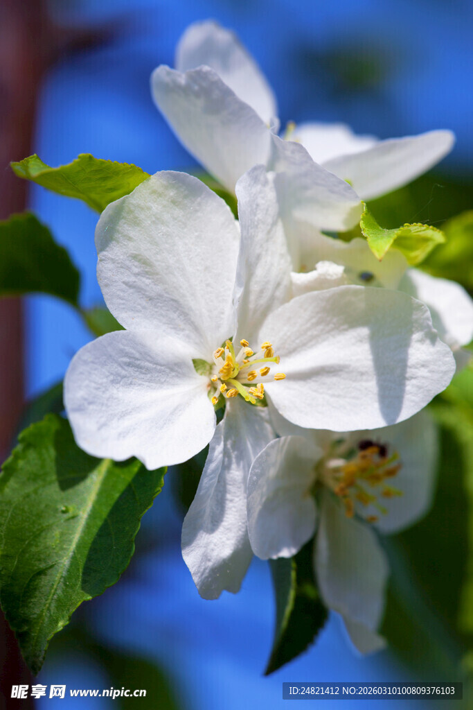 洁白苹果花绽放