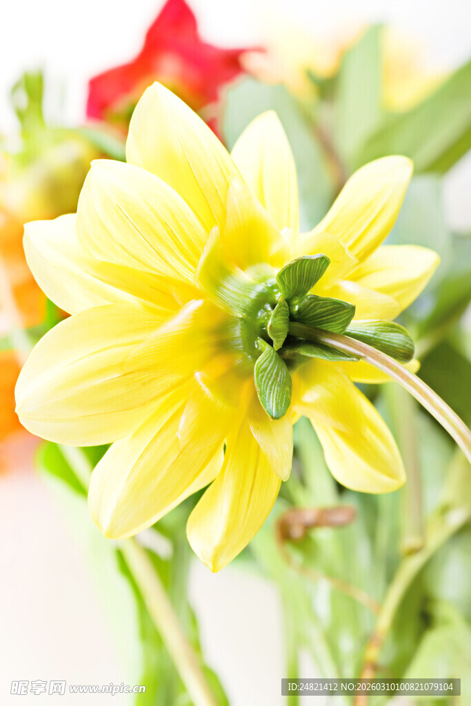 黄色大丽花特写
