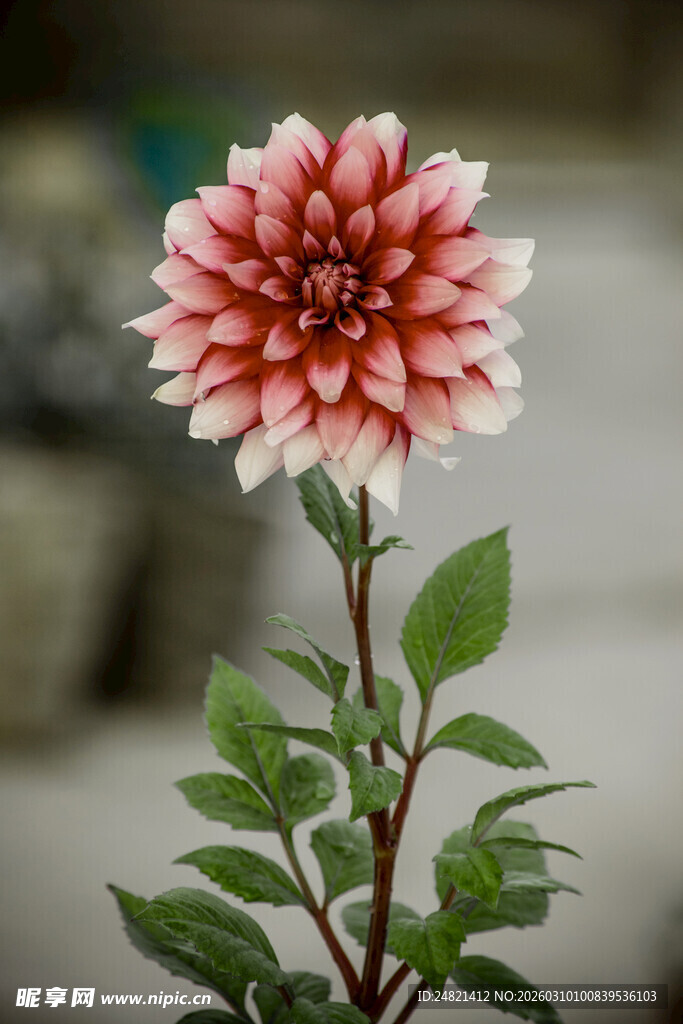 红白大丽花特写