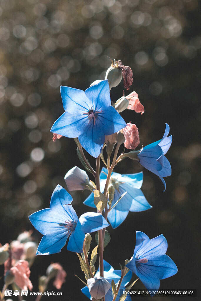 蓝色风铃花绽放