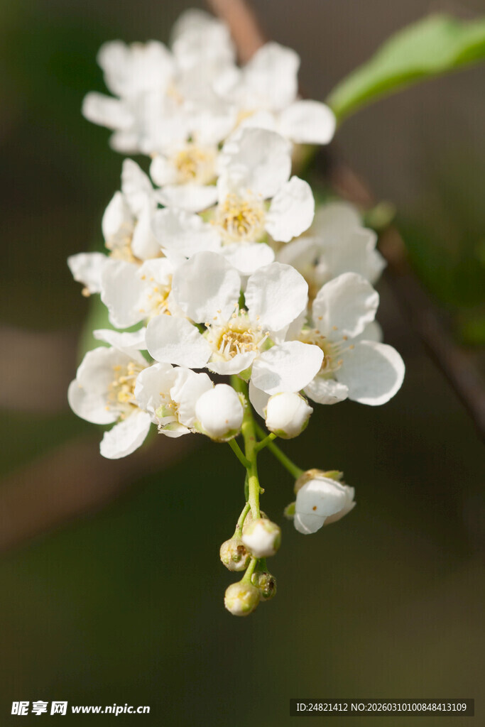 洁白繁花绽放枝头