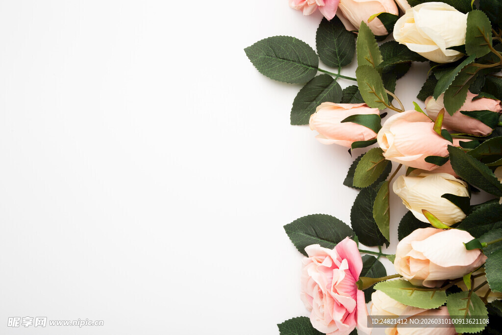 粉色白色玫瑰花装饰边