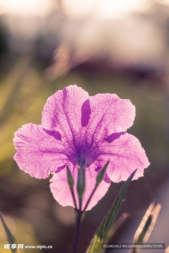 娇艳绽放的粉色花朵