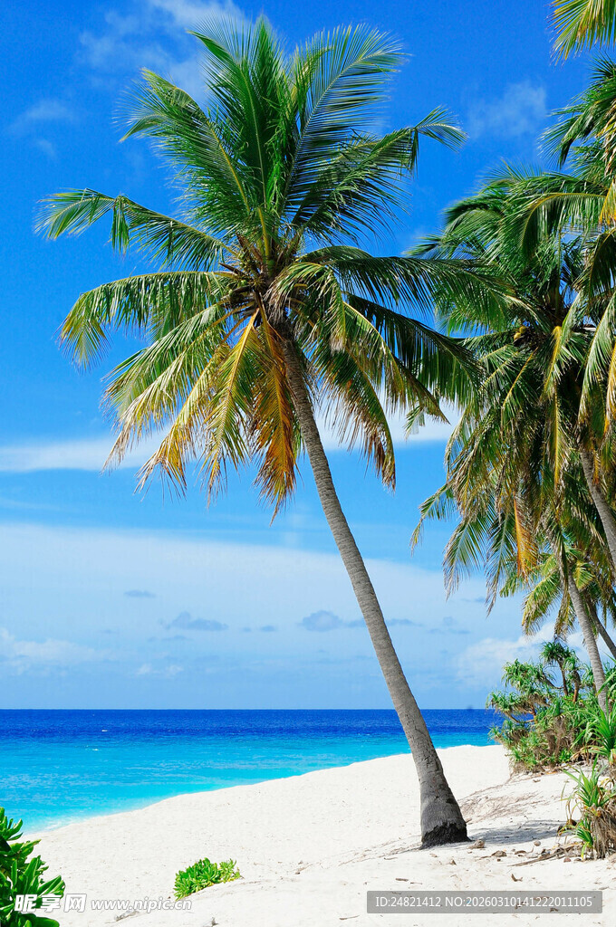热带海滩椰树美景