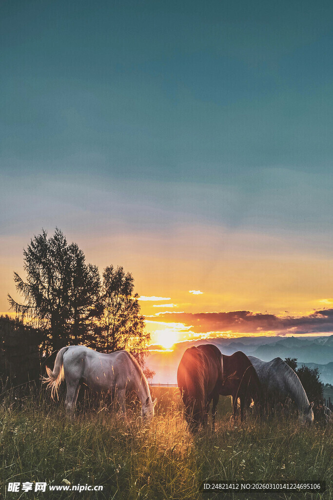 夕阳下的马群与树木