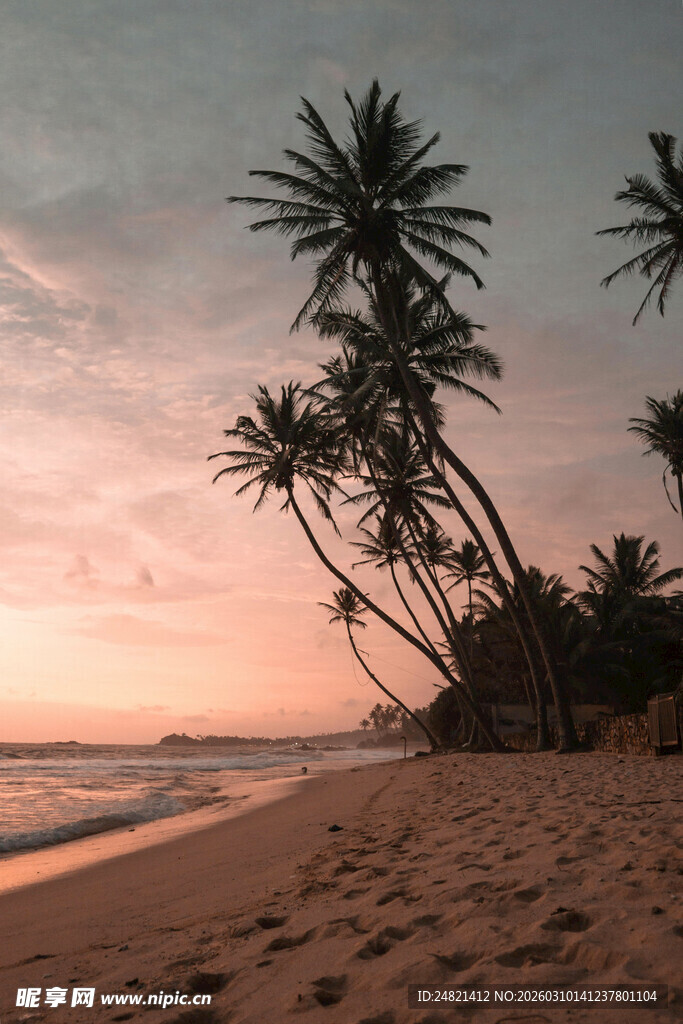 夕阳下的椰林沙滩美景