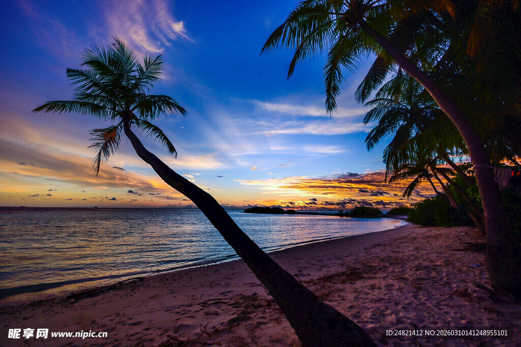 夕阳下的美丽海滨椰林