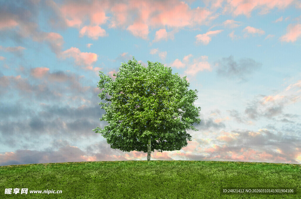 孤树挺立在绿野蓝天间