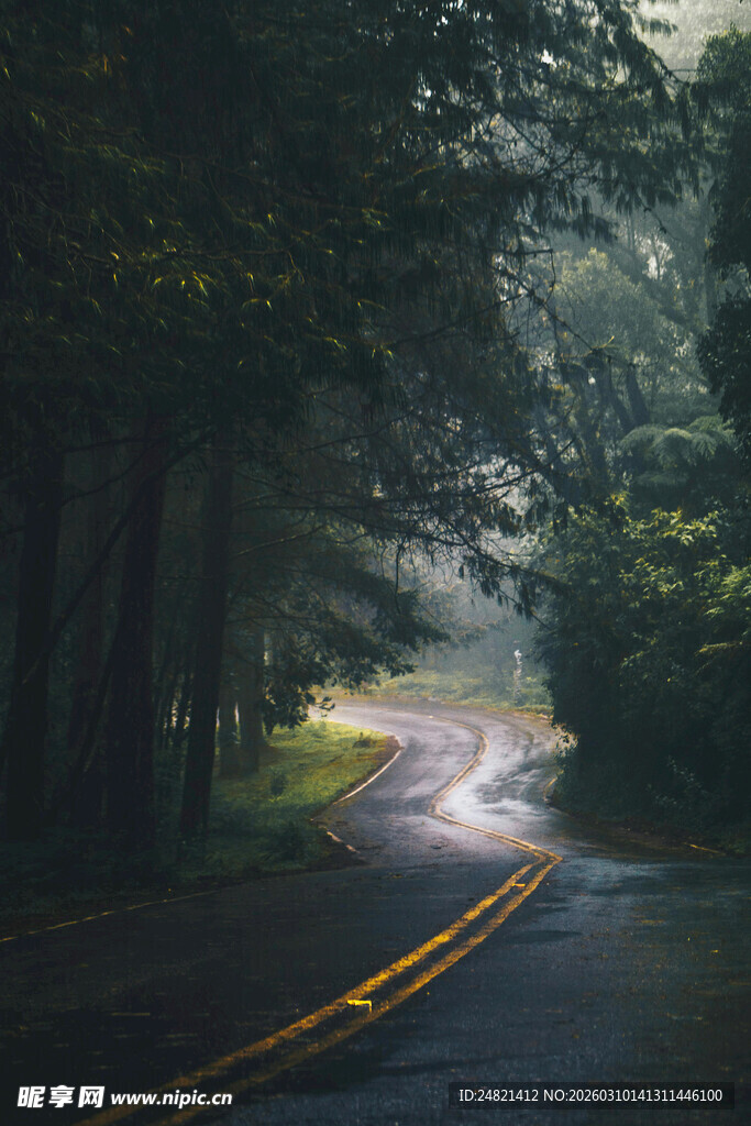 林间雾中蜿蜒的静谧公路