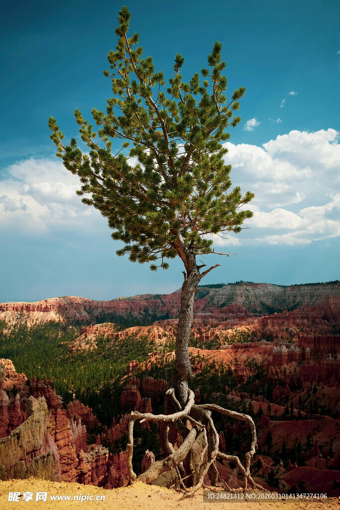 孤树扎根荒野美景
