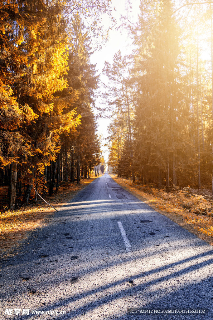 秋日林间公路美景