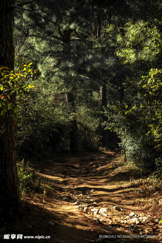 林间光影斑驳的幽静小径
