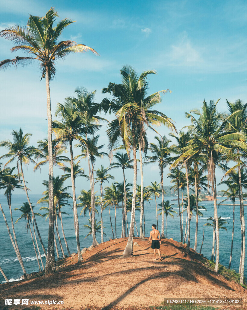 海边椰林风景