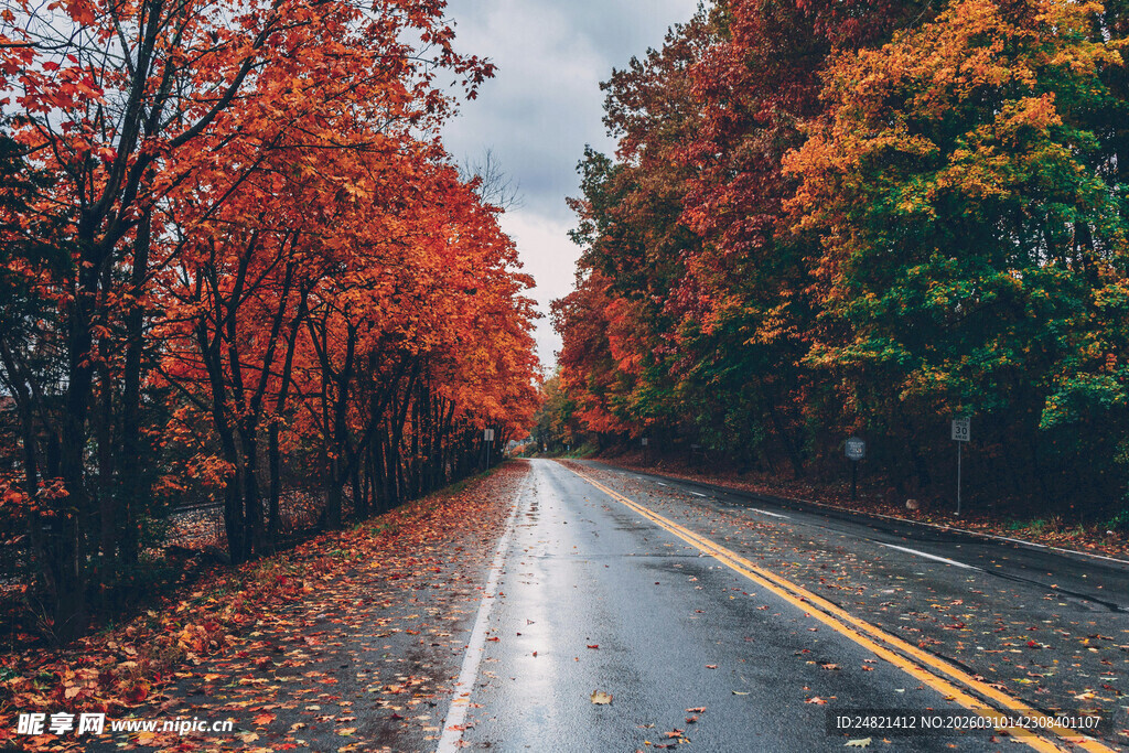 秋日红叶铺就的静谧道路
