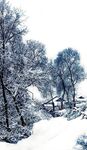 雪中树木