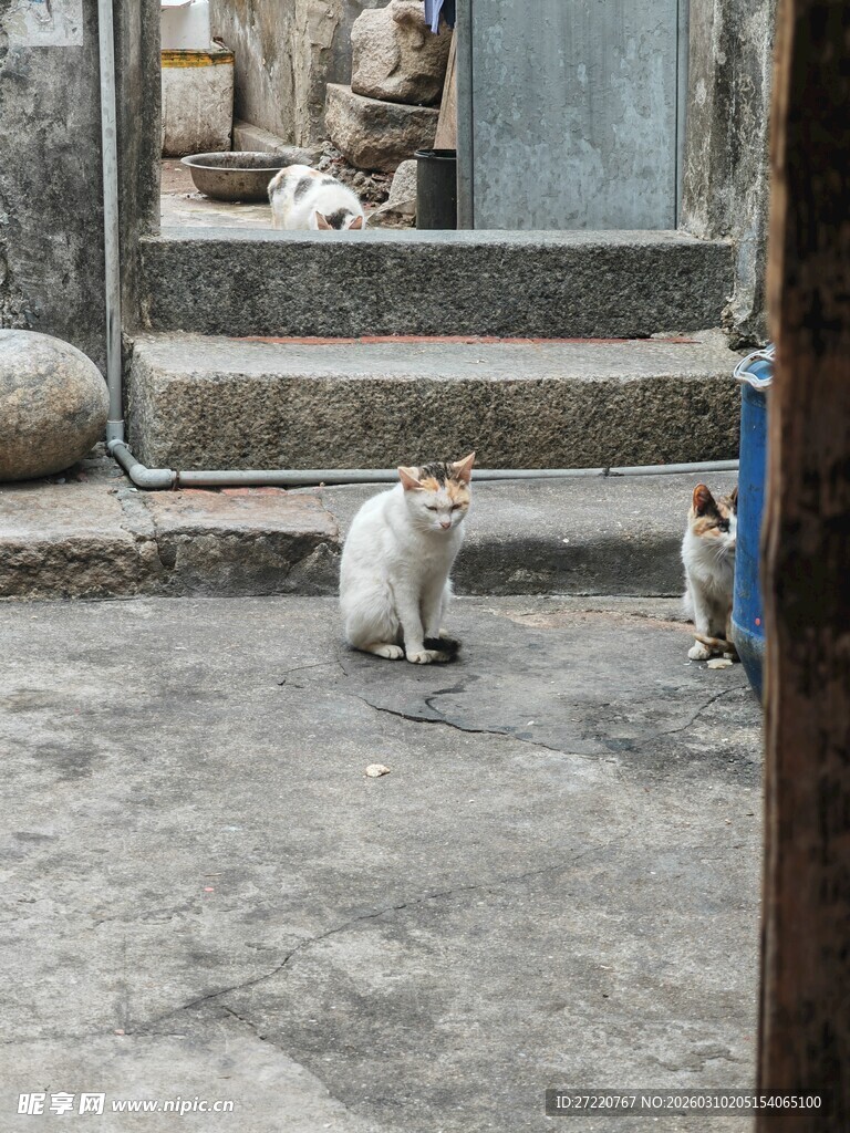 巷子里的几只可爱猫咪
