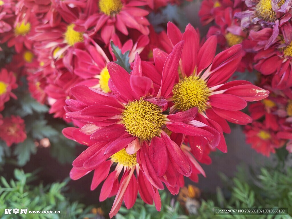 艳丽红色菊花绽放