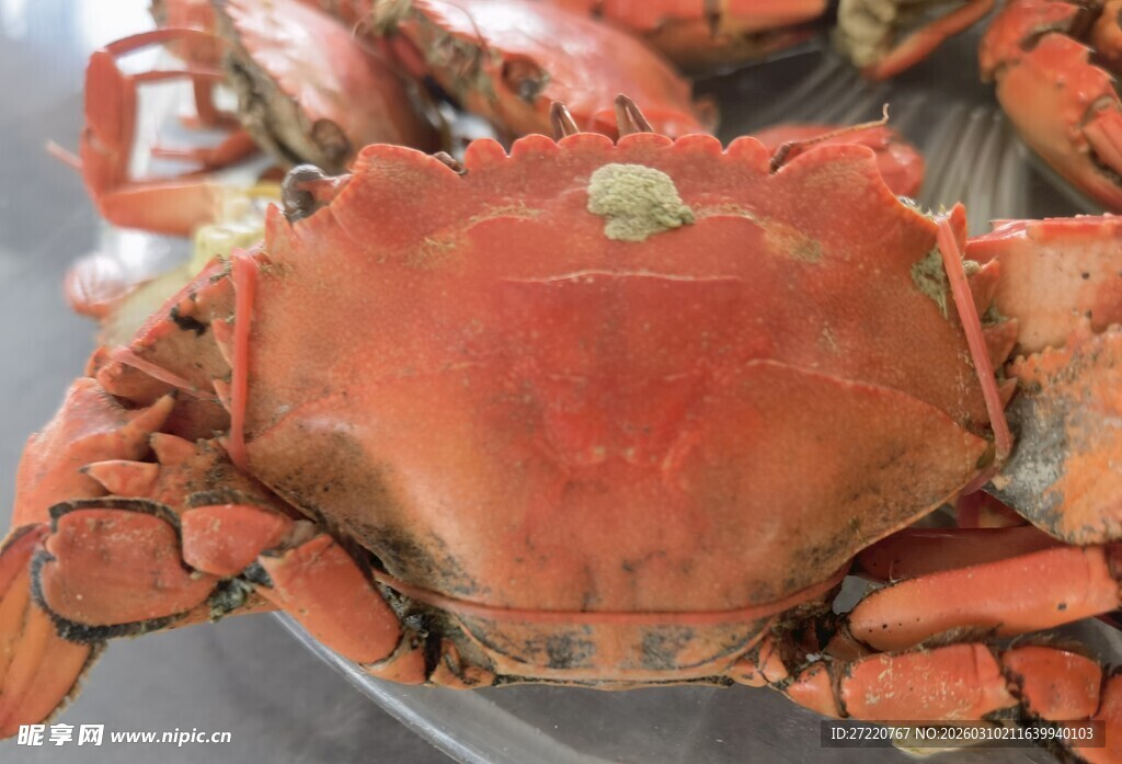 新鲜大螃蟹展示