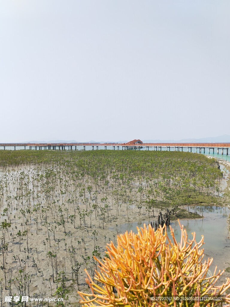 湿地风光 金黄植物与水域