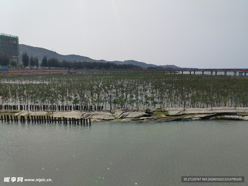 海边红树林景观