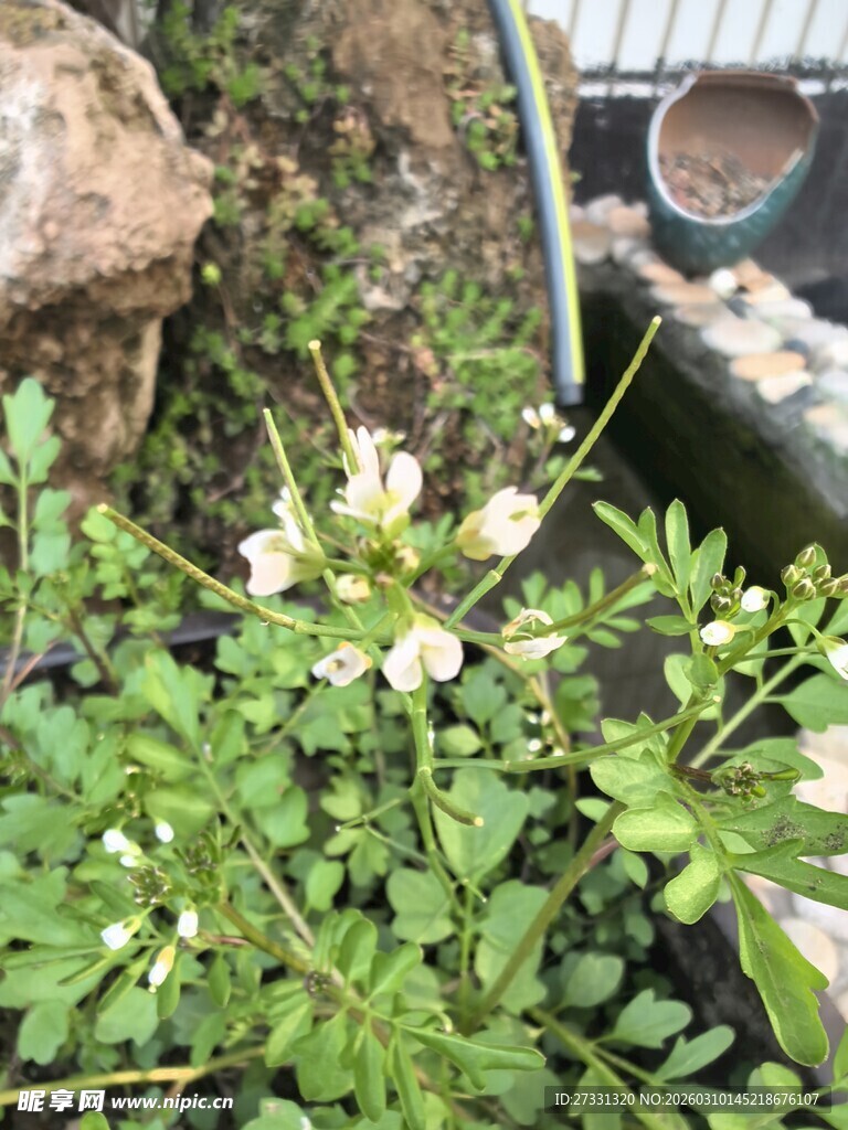 绿叶丛中的白色小花