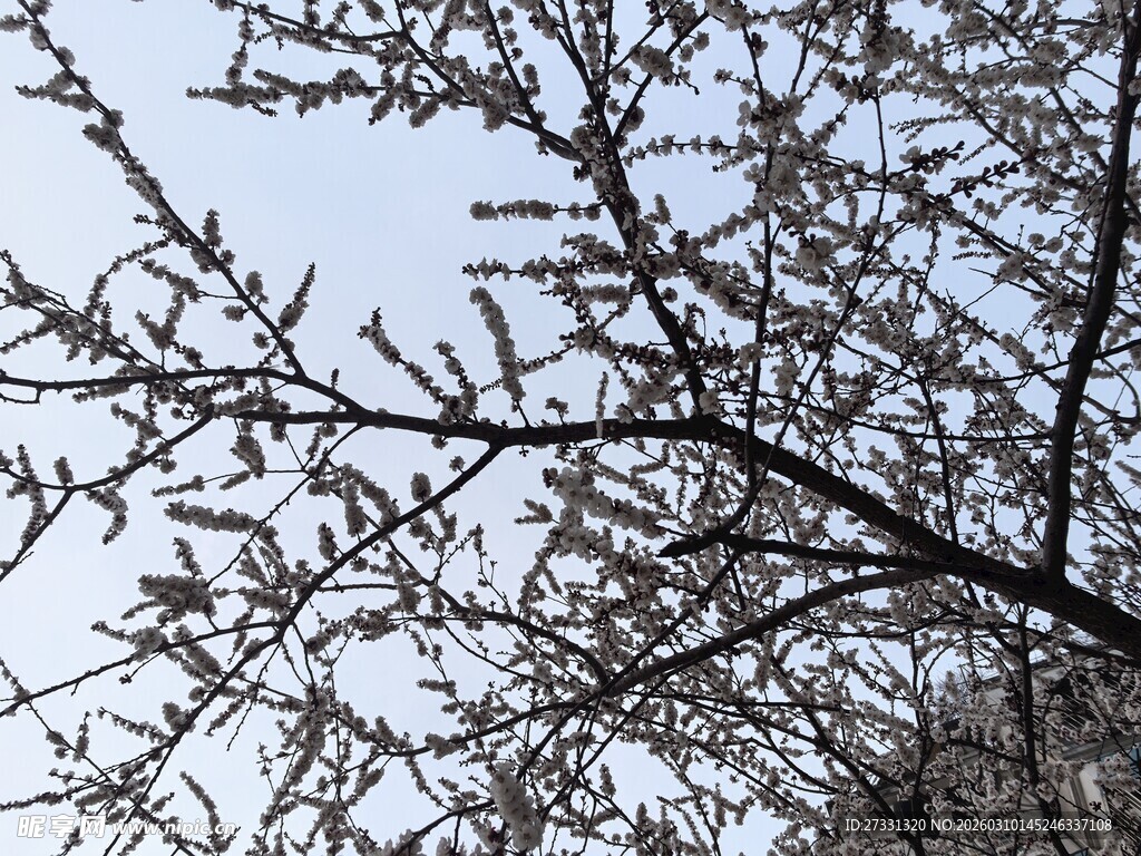 枝头新绿初绽的树木