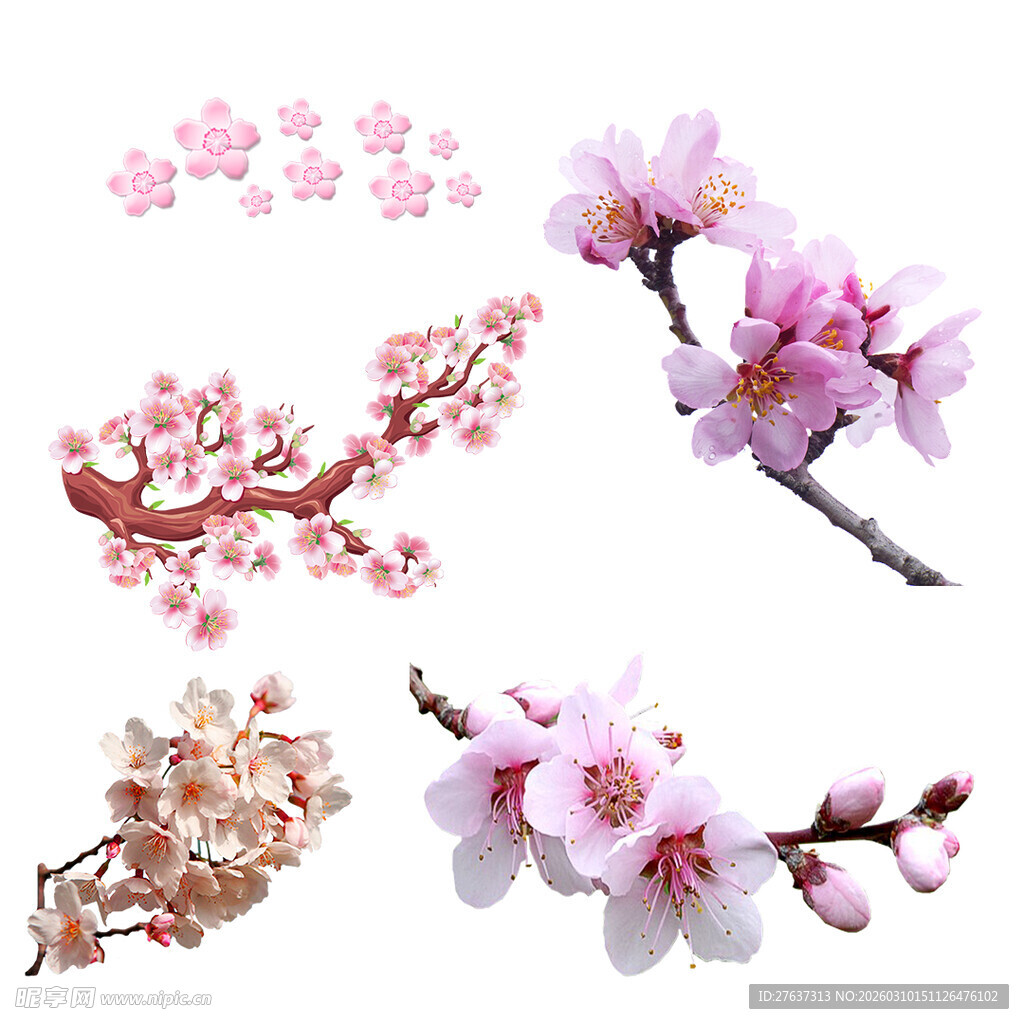 多样美丽樱花枝特写