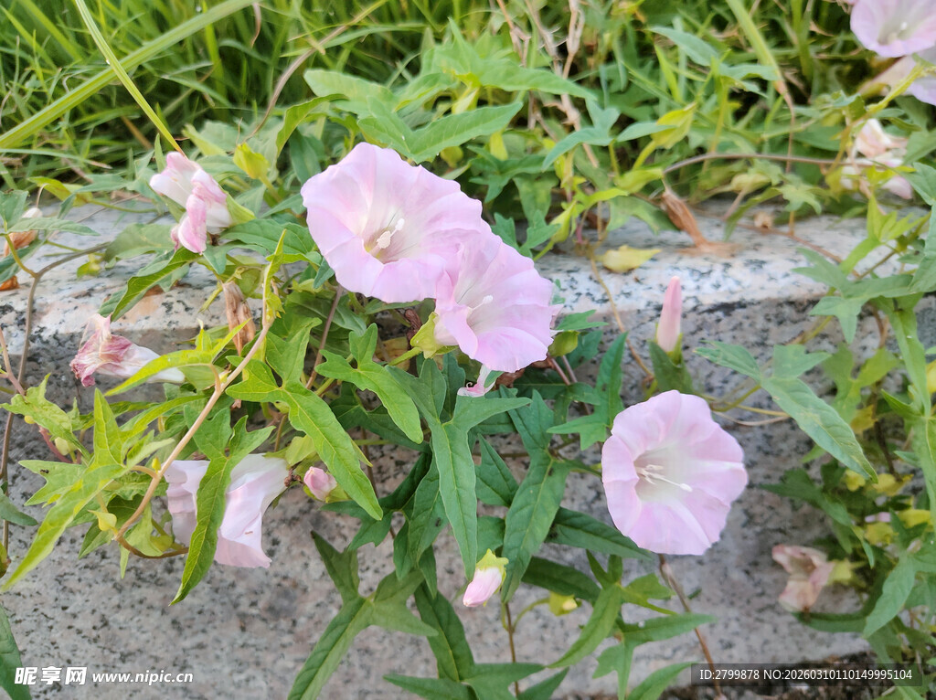 路边绽放的粉色牵牛花