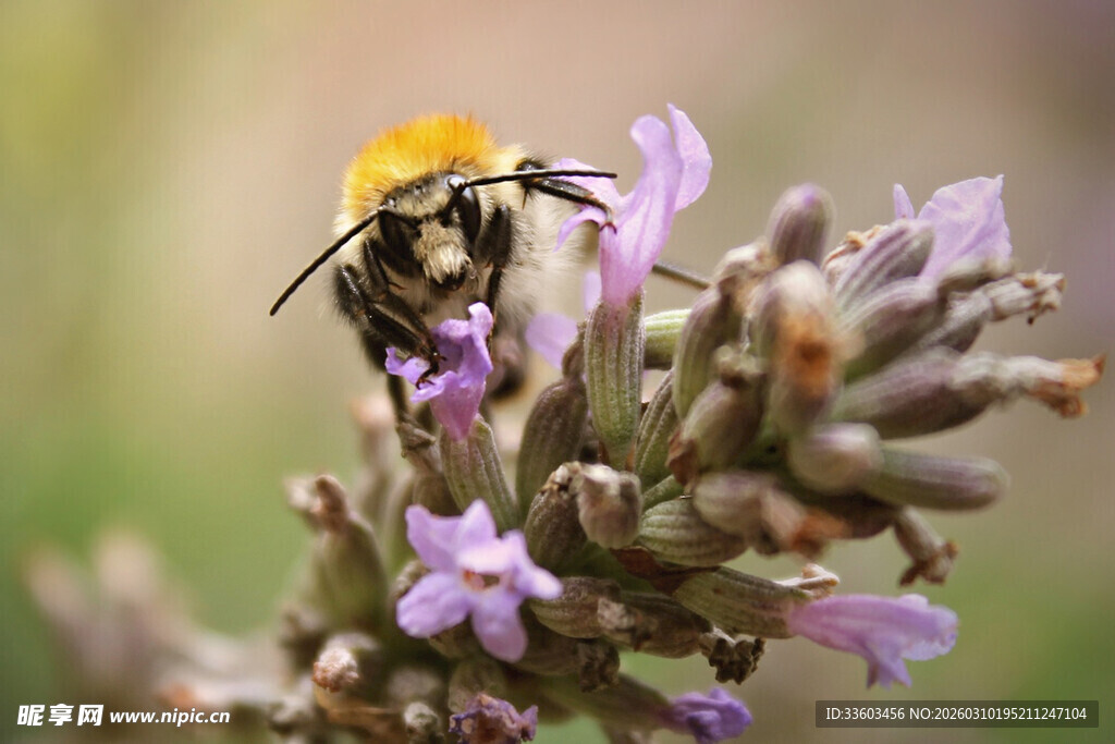 蜜蜂停留在紫色花朵上