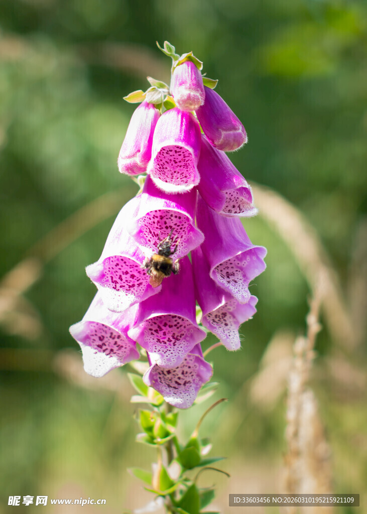 毛地黄上的蜜蜂