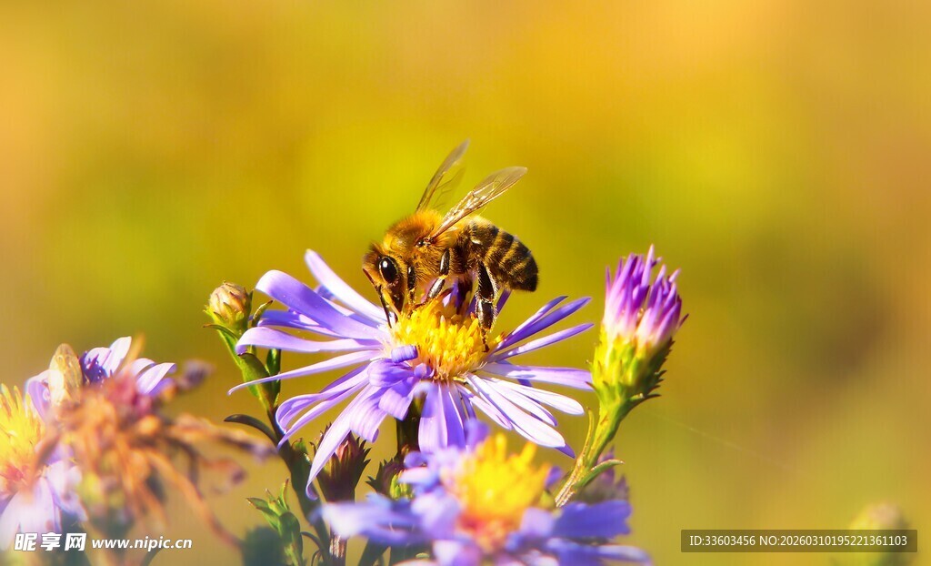 蜜蜂采蜜于绚烂紫花中