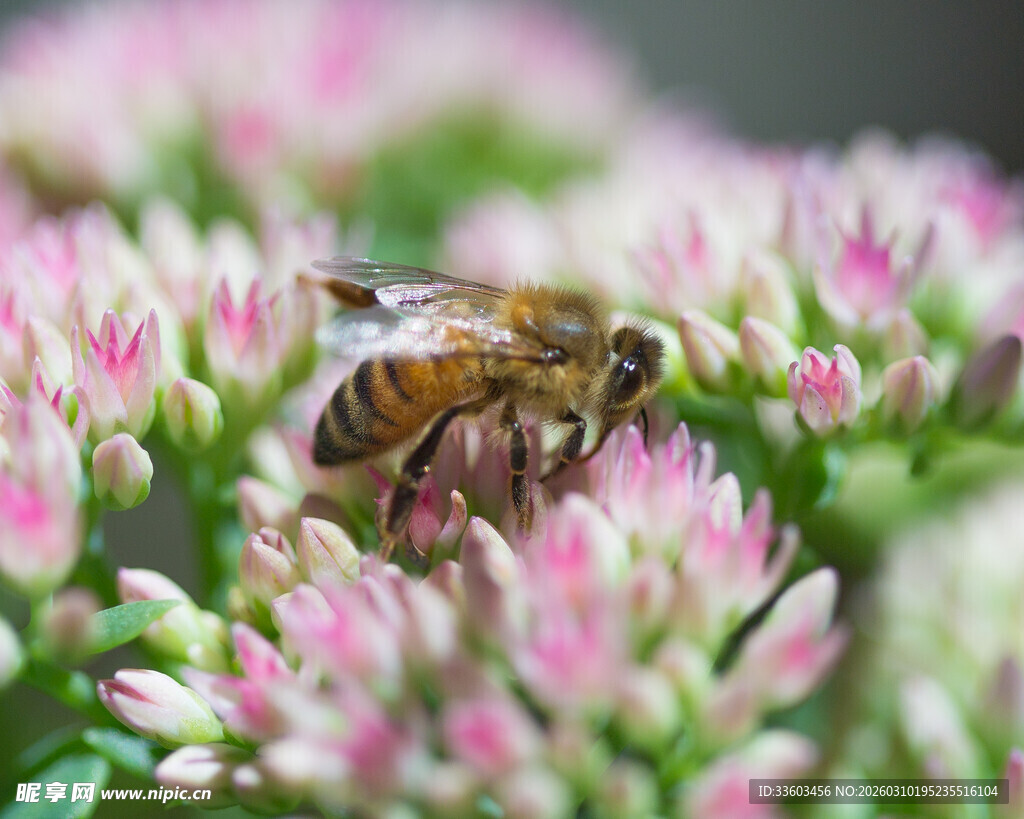 蜜蜂采蜜于多彩花卉间