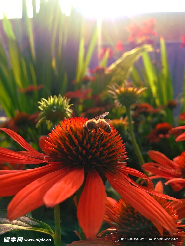 阳光下的艳丽红色松果菊