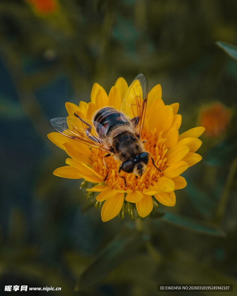 蜜蜂停留在黄色花朵上