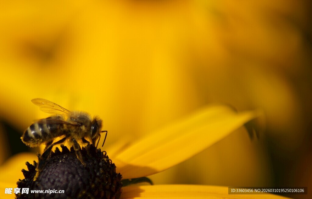 蜜蜂停留在黄色花朵上