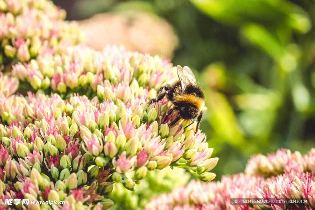 蜜蜂采蜜于多彩花朵间