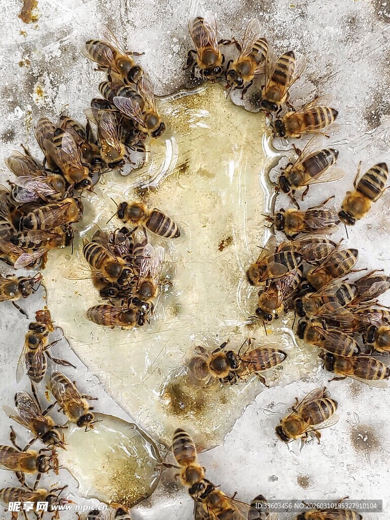 蜜蜂聚集在蜂蜜旁