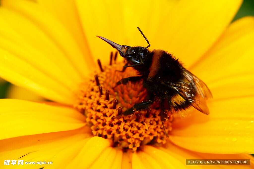 蜜蜂采蜜于黄色花朵间