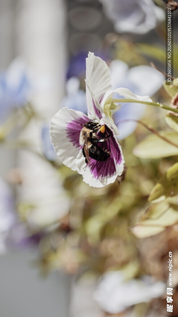 优雅绽放的美丽兰花