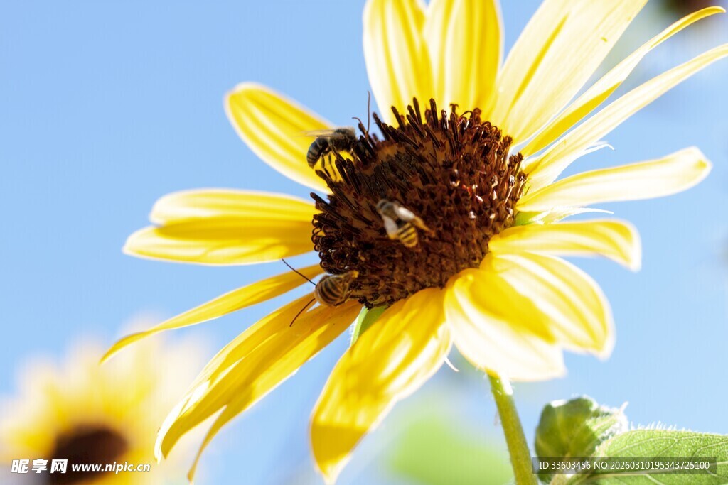蜜蜂采蜜于黄色向日葵上